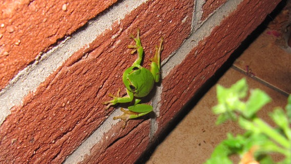 Ein Laubfrosch klettert eine Hauswand hoch © NDR Foto: Brigitte Nick aus Pingelshagen