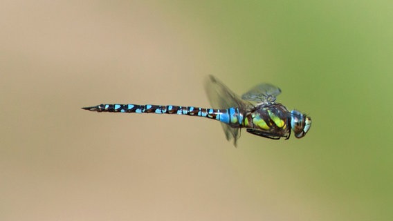 Libelle im Flug © NDR Foto: Michael Frank aus Nieder-Olm