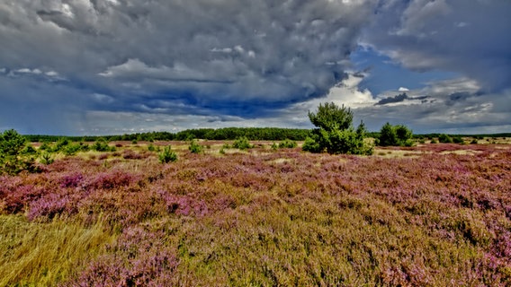 Die Lübtheener Heide in voller Blütenpracht © NDR Foto: Uwe Meyer aus Lübtheen