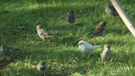 Ein weißer Spatz unter anderen Spatzen im Garten © NDR Foto: Hauke Nienkerk aus Lübstorf