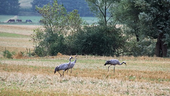 Kraniche auf einem Feld © NDR Foto: Joachim Wilke aus Hof Meteln