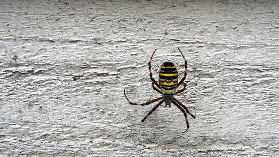 Tigerspinne hängt an einem Faden vor einer Wand. © NDR Foto: Frank Engel aus Parchim