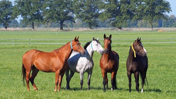 Vier Pferde mit bunten Halsbändern stehen nebeneinander auf der Weide. © NDR Foto:  Frank Engel aus Parchim
