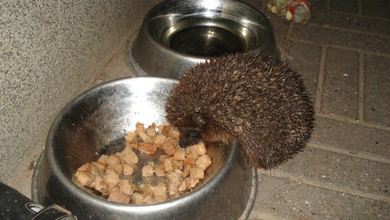 Igel frisst weiches Brot aus einem Fressnapf. © NDR Foto: Bruno Klich aus Klein Ridesenow