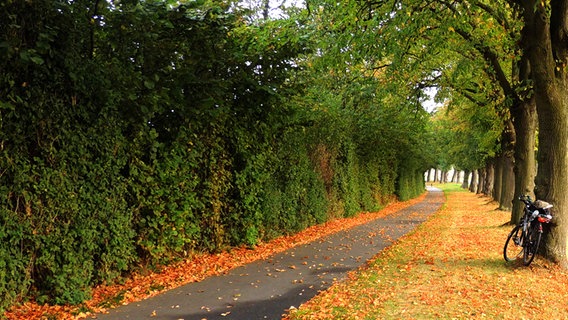 Herbstlaub liegt entlang eines Radweges © NDR Foto: Horst Laatz von der Insel Poel