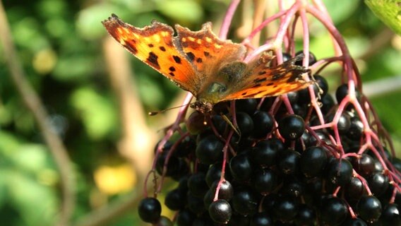 Schmetterling auf Holunderbeeren © NDR Foto: Renate Reinbothe aus Thurow