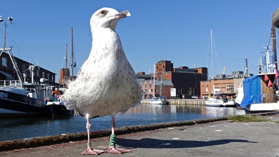 Möwe am Hafen © NDR Foto: Helmut Kuzina aus Wismar