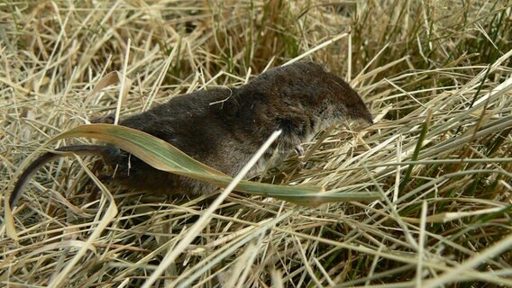 Eine Maus läuft über Heu. © NDR Foto: Maren Fischer aus Schlowe