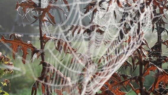 Tau auf Spinnennetzen © NDR Foto: Karin Schröder aus Mühlen Eichsen