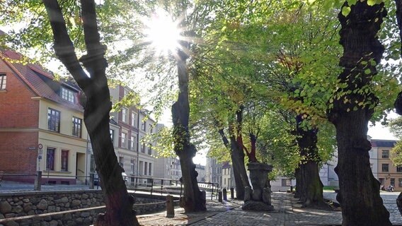 Sonnenlicht fällt durch Baumkronen in Wismar © NDR Foto: Helmut Kuzina aus Wismar