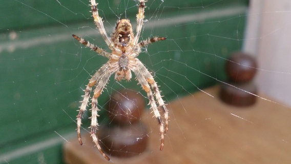 Spinne © NDR Foto: Manfred Kubicka aus Gadebusch