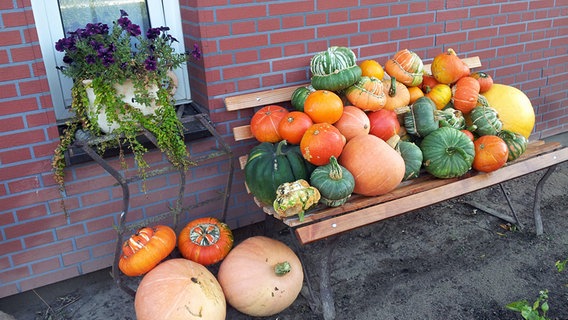 Viele verschiedene Kürbisse auf einer Gartenbank © NDR Foto: Heiko Müller aus Hof Triwalk