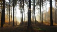 Sonnenstrahlen dringen durch den Nebel zwischen Buchen. © NDR Foto: Frank Engel auch Parchim