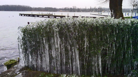 Eine Hecke ist mit Eis überfroren. © NDR Foto: Lutz Dohrmann aus Grabow