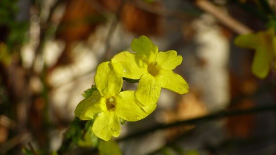 Gelbe Blüten des Winterjasmin © NDR Foto: Manfred Egerland aus Parchim