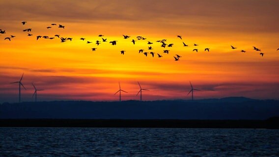 Sonnenaufgang mit Windrädern und Wasser © NDR Foto: Arne Steinbrueck aus Wismar