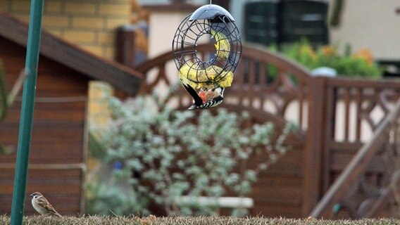 Ein Buntspecht sitzt an einem Futterkranz, daneben sitzt ein Spatz. © NDR Foto: Frank Engel aus Parchim