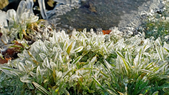 Gras ist eingefroren © NDR Foto: Robert Auer aus Schwerin