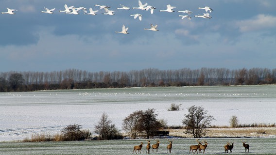 Schwäne fliegen über eine Herde Hirsche hinweg. © NDR Foto: Anett Schulz aus Gagzow