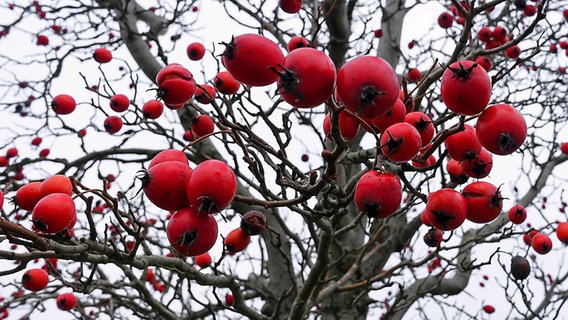 rote Früchte des Apfeldorns © NDR Foto: Helmut Kuzina aus Wismar