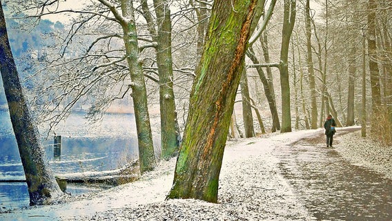 Waldweg am See © NDR Foto: Arnold Prosch aus Schwerin