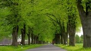 Radfahrer fahren durch eine grüne Allee. © NDR Foto: Manfred Seibke aus Dorf Ganzow