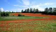 Weiter Blick über ein Mohnblumenfeld © NDR Foto: Heiko Müller aus Hof Triwalk