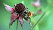 Eine Wildbiene labt sich an der Blüte eines Sumpfblutauges. © NDR Foto: Renate Reinbothe aus Thurow