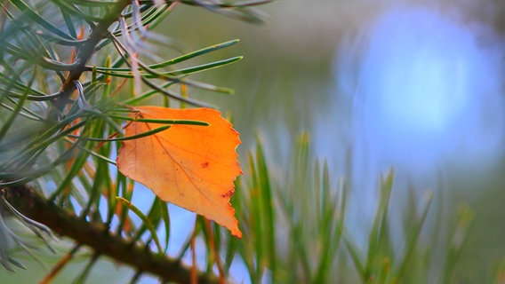 Ein orangefarbenes Blatt hängt an einem Nadelbaum. © NDR Foto: Kurt Rux aus Sternberg