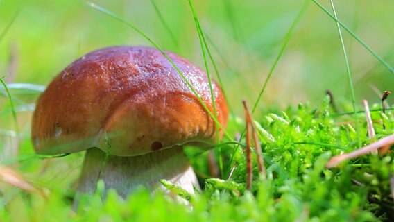 Kleiner dicker Pilz steht auf dem Waldboden. © NDR Foto: Kurt Rux aus Sternberg