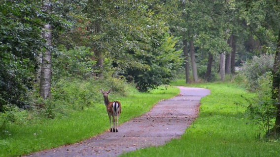 Ein Reh steht auf einem Radweg. © NDR Foto: Heike Homann aus Probst Jesar