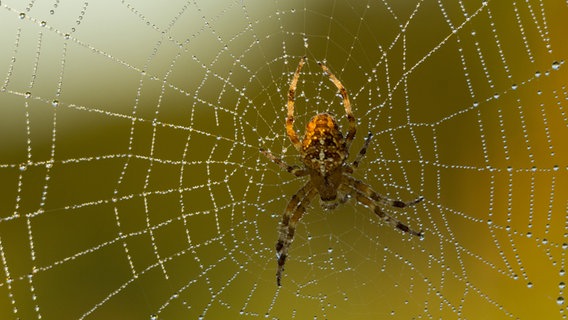 Spinne in ihrem taubesetzen Netz © NDR Foto: Michael Ritter aus Lübz