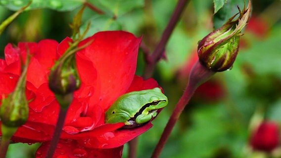 Ein Laubfrosch auf einer Rose © NDR Foto: Jörg Blume aus Kaarßen