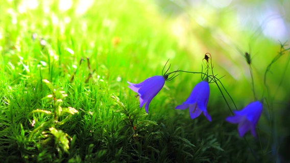 Glockenblume zwischen Gras und Moos © NDR Foto: Kurt Rux aus Sternberg