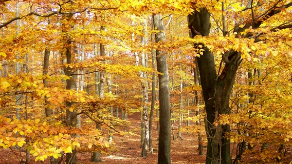 Herbstlaub im Buchenwald © NDR Foto: Walter Rodewald aus Peckatel