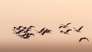 Kraniche fliegen am abendlichen Himmel © NDR Foto: Jürgen Evert aus Güstrow