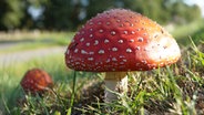 Ein großer Fliegenpilz steht auf dem Waldboden. © NDR Foto: Tina Hölker aus Wittenburg