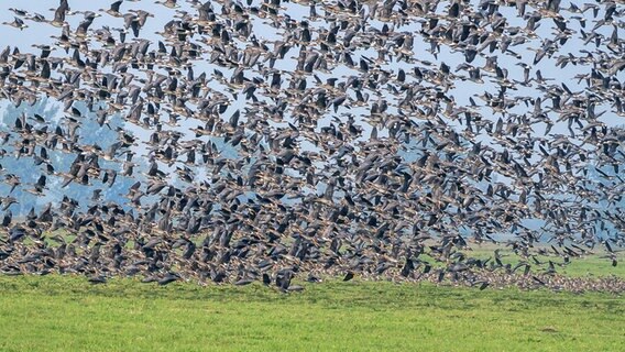 Wildgänse fliegen im Schwarm los © NDR Foto: Frank Engel aus Parchim