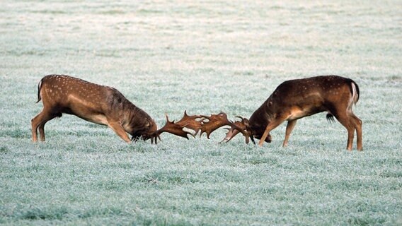 Zwei Hirsche kämpfen gegeneinander. © NDR Foto: Mario Boldt aus Boizenburg/Elbe