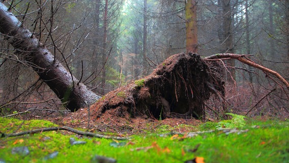 Entwurzelter Baum in einem Wald © NDR Foto: Kurt Rux aus Sternberg