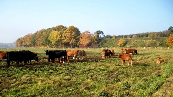 Kühe auf einer Weide © NDR Foto: Walter Rodewald aus Peckatel