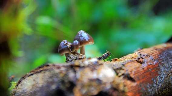 Pilze auf einem Baumstamm © NDR Foto: Kurt Rux aus Sternberg