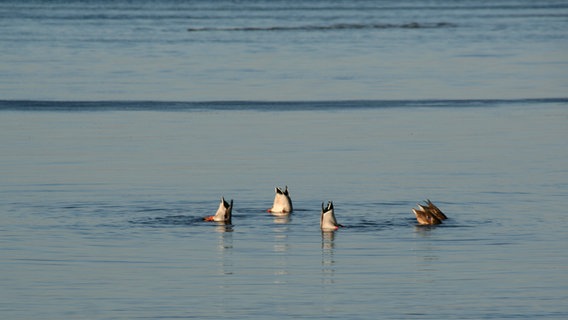 Die Hinterteile von fünf Enten schauen aus dem Wasser. © NDR Foto: Stefanie Adam von der Insel Poel
