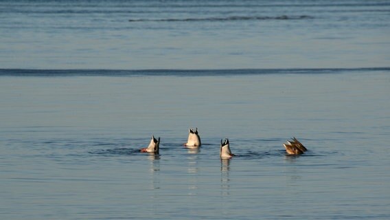 Die Hinterteile von fünf Enten schauen aus dem Wasser. © NDR Foto: Stefanie Adam von der Insel Poel