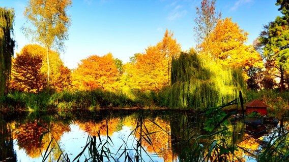 Teich im Herbst © NDR Foto: Markus Pentii Pylväläinen aus Wismar