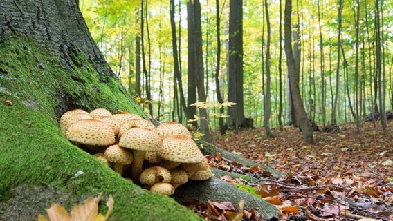 Pilze am Fuße eines Baums © NDR Foto: Gabriele Kurfürst aus Schwerin