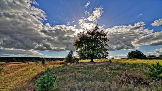 Herbstlicher Baum steht auf einem Feld. © NDR Foto: Uwe Meyer aus Lübtheen