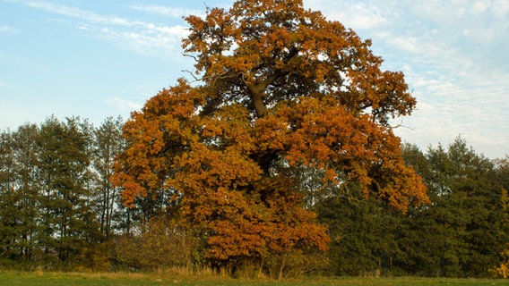 Eine große Eiche am Wegesrand © NDR Foto: Michael Ritter aus Lübz