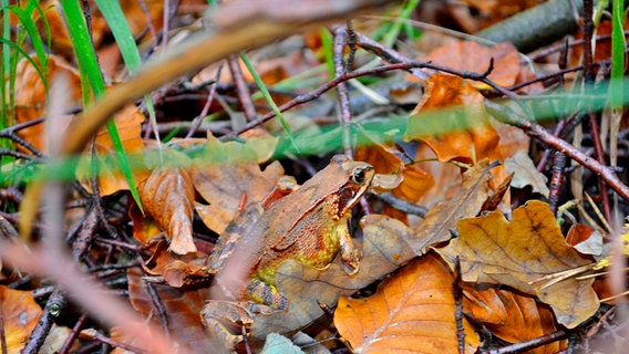 Ein Frosch im Laub © NDR Foto: Anja Greve aus Warin