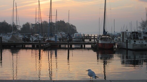 Möwe sitzt im Nebel an einem Bootsanleger eines Sees. © NDR Foto: Lidia Grabe aus Rostock